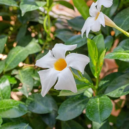 Appartement Casamargherita *